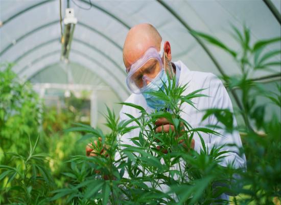 La Belgique se lance à la poursuite des pays voisins grâce à la plus importante subvention jamais accordée à la recherche sur le cannabis