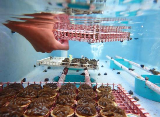 Almost 7,000 heat-stressed corals have been returned to nurseries off the Florida Keys