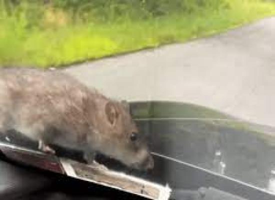 فأر عملاق  يظهر فجأة فوق غطاء محرك سيارة أثناء سيرها (فيديو)