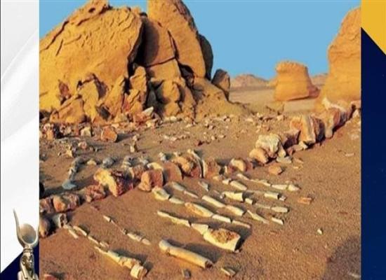 بها حيتان من 40 مليون سنة.. متحف مطار القاهرة يلقي الضوء على محمية وادي الحيتان
