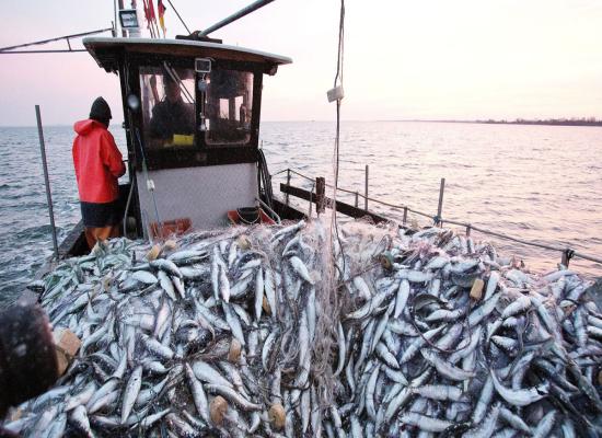 Port de Dakhla: Hausse de 66% des débarquements de pêche en janvier